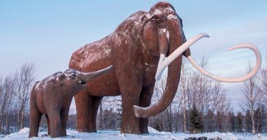 incredibly-preserved-baby-mammoth-uncovered-in-canada-–-lethbridge-news-now