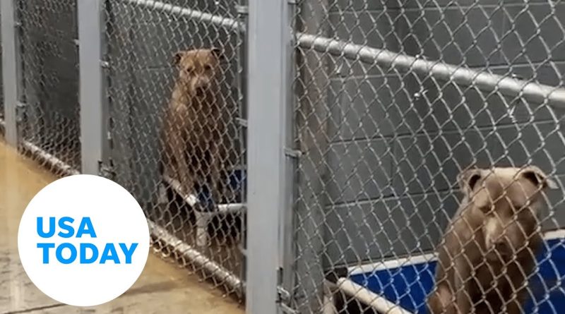 'Unhappy and very upset' Kentucky shelter dogs need new temporary home | USA TODAY