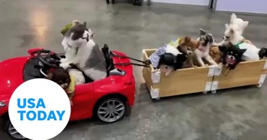 'Driving' cat pulls trailer full of puppies through mall in Thailand | USA TODAY