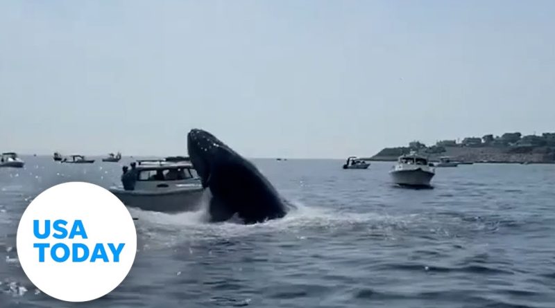 Breaching whale caught on camera landing on boat in Massachusetts | USA TODAY