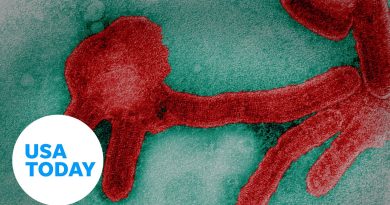 Marburg virus outbreak: Ebola's equally dangerous cousin | USA TODAY