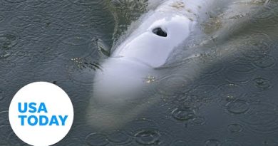 Beluga whale trapped in River Seine euthanized | USA TODAY