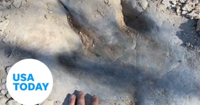 Distinct dinosaur tracks revealed by Texas drought | USA TODAY