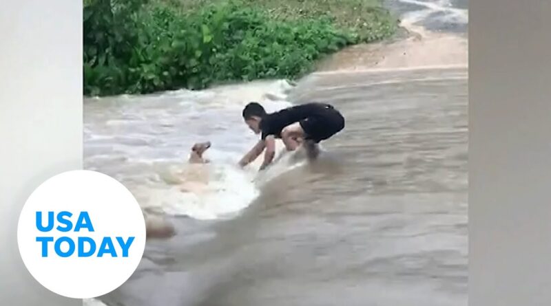 Dog caught by floodwaters in Thailand rescued by passerby | USA TODAY