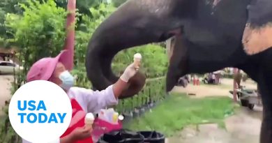 Jumbo pet elephant in Thailand has a sweet tooth for vanilla ice cream | USA TODAY