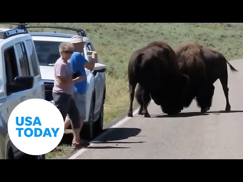 Fighting bison face off near Yellowstone visitors | USA TODAY