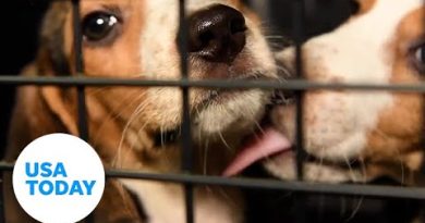 Thousands of beagles rescued from Virginia breeding facility | USA TODAY