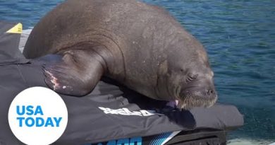 'Freya the walrus' euthanized after safety warnings go ignored by public | USA TODAY