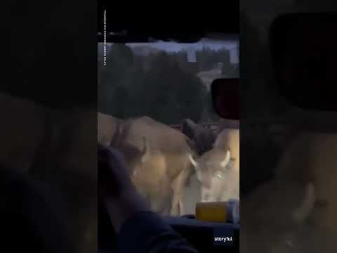 Bison herd thunders past tourists, shakes bridge in Yellowstone | USA TODAY #Shorts