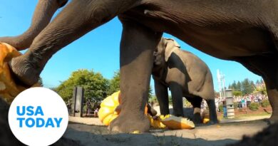 Elephants at Oregon Zoo squash giant pumpkins, chow down on them after | USA TODAY
