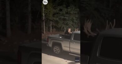 Moose lands in back of pickup truck while fighting in Colorado | USA TODAY #Shorts