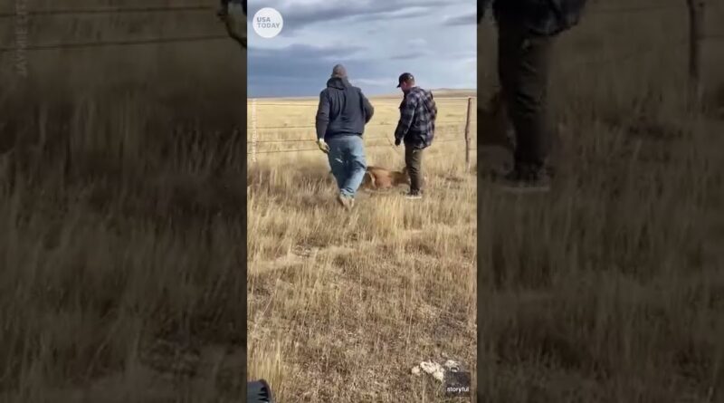 Antelope in South Dakota rescued from fence, runs off with shoe | USA TODAY #Shorts