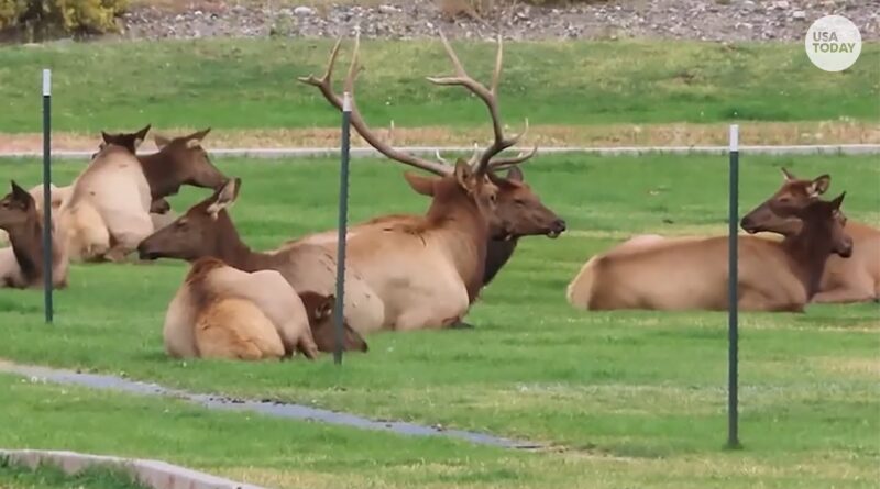 Elk watch high school football practice in in Gardiner, Montana | USA TODAY