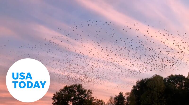 Murmuration of starlings captured on video in Arkansas | USA TODAY