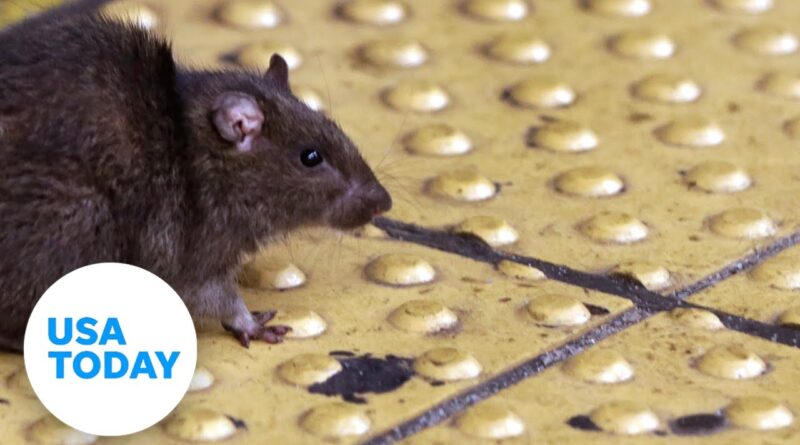 Orkin pest control ranks top 'rattiest' cities nationwide | USA TODAY