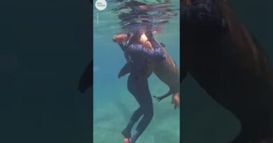 Wild sea lion hugs snorkeling teenager | USA TODAY #Shorts