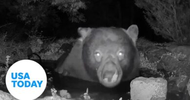 Self-care bear takes a relaxing late-night soak in a Nevada pond | USA TODAY