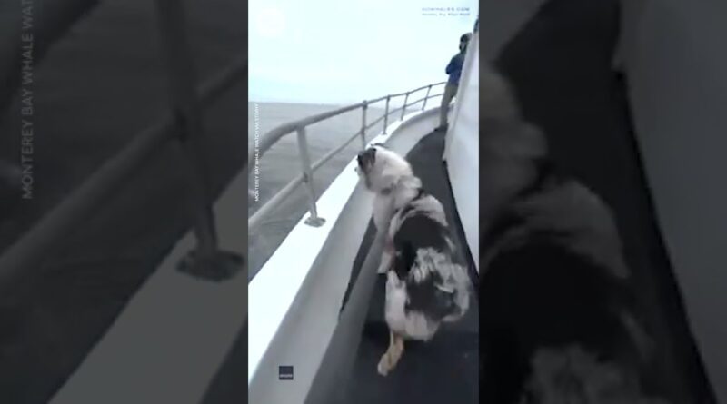 Dog meets humpback whales during boat tour in California | USA TODAY #Shorts