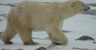 the-northern-frontier:-spotting-polar-bears-in-churchill-–-toronto-sun