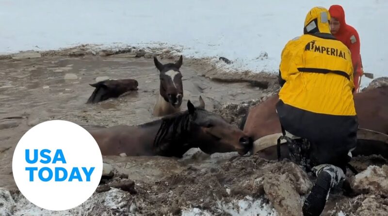 Montana firefighters work to rescue horses stuck in icy pond | USA TODAY
