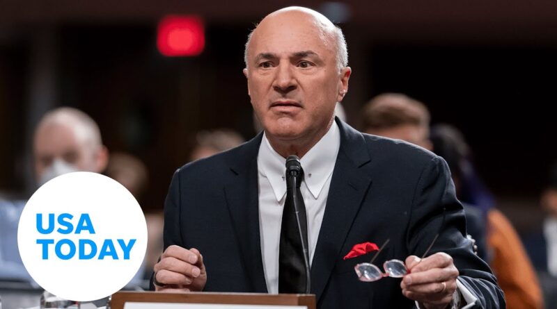FTX spokesperson Kevin O'Leary grilled on crypto exchange collapse | USA TODAY