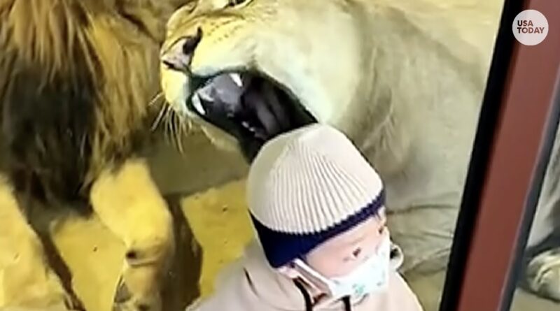 Lioness at Chinese zoo tries to snack on baby through glass barrier | USA TODAY
