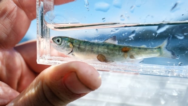 salmon-farms-not-‘solely’-to-blame-for-growing-bc-sea-lice-…-–-cbc.ca