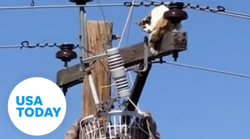 Good Samaritans rescue stray cat with a drone | USA TODAY