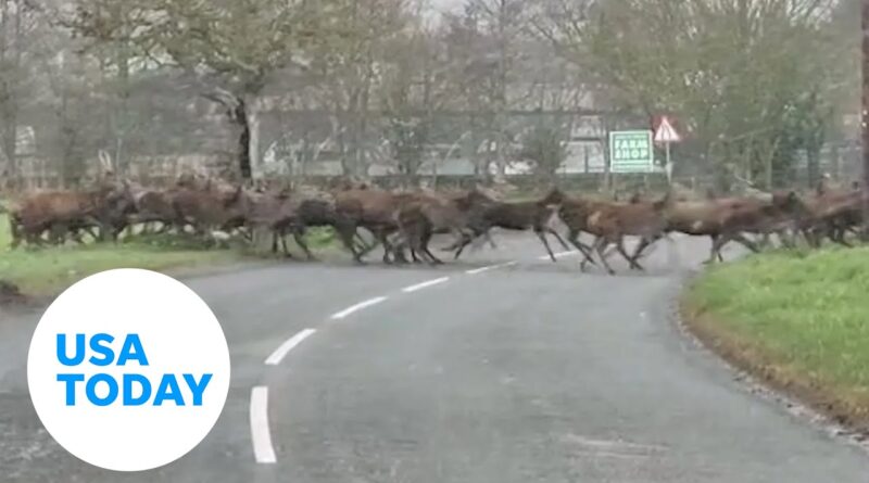 Big herd of deer crosses the road in a surprising video | USA TODAY