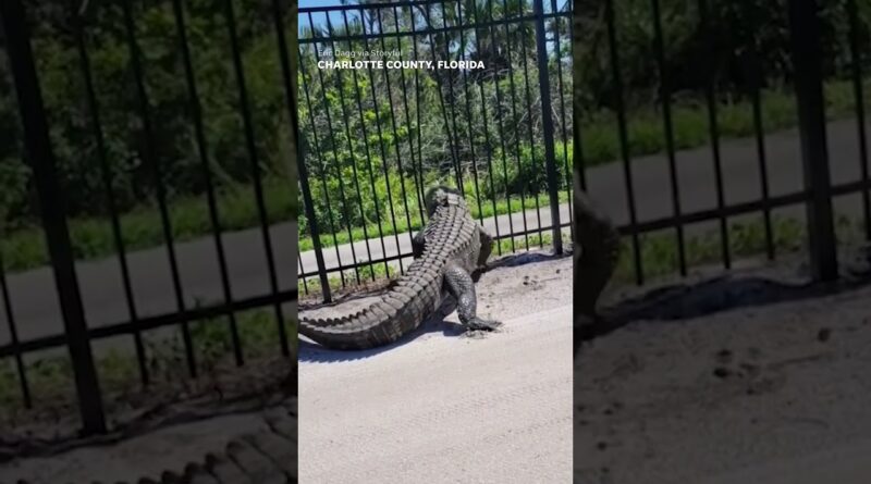 Gator forces way through metal fence in Florida #Shorts