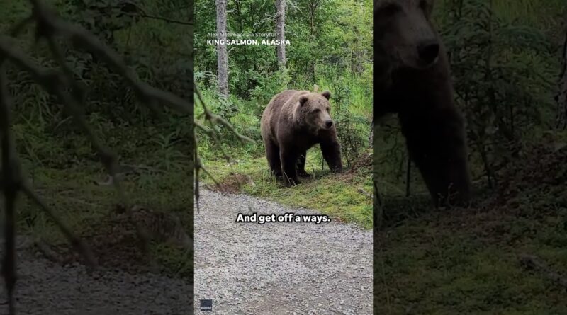Hikers have scary encounter with bears on Alaska hiking trail #Shorts