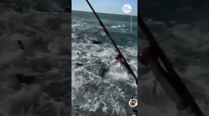 Wild shark feeding frenzy caught on camera off Louisiana coast | USA TODAY #Shorts