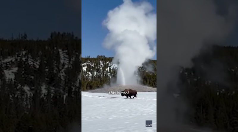 Old Faithful starts erupting, then THIS 'cool' moment happens #Shorts