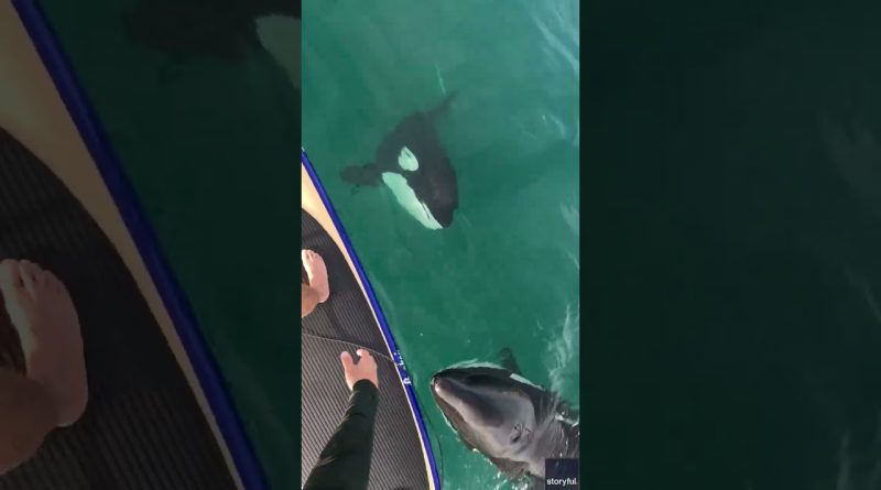 Paddleboarder wowed as two orcas swim peacefully beneath him #Shorts